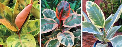 Propagate a Rubber Plant