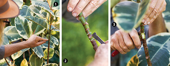 Propagate a rubber plant