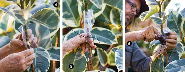 Propagate a rubber plant 2
