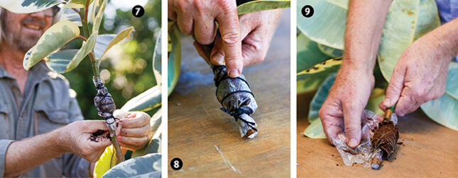Propagate a rubber plant 3