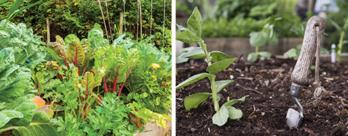 Should you rest soil between crops?