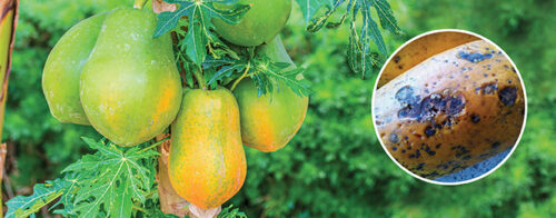 Stop the rot in paw paw