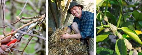 Winter Orchard Care