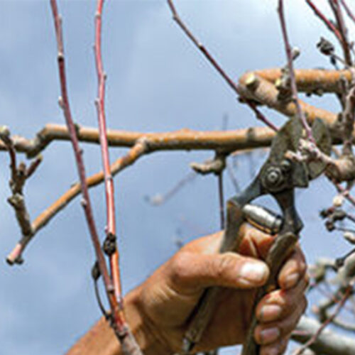 Winter pruning tips Pruning