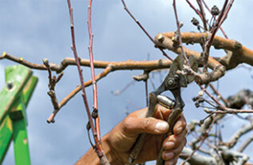 Pruning