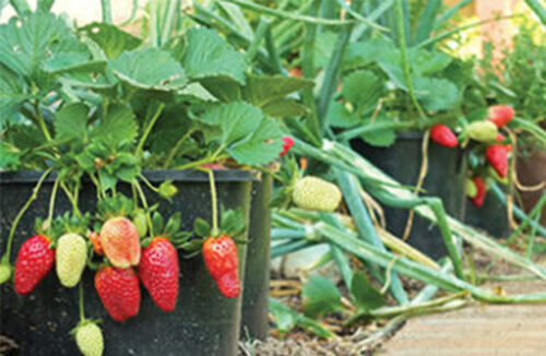 Strawberries