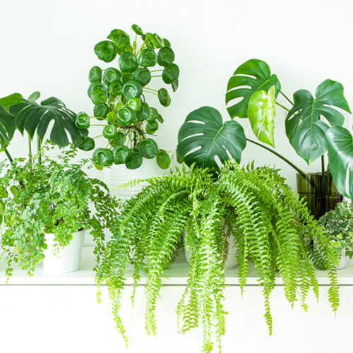 Give your indoor plants a health check Indoor plants