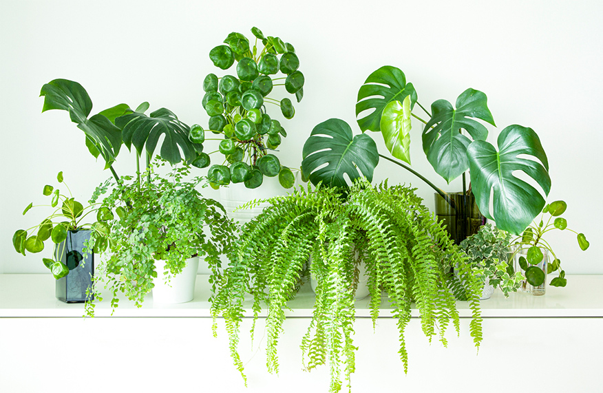 Indoor plants