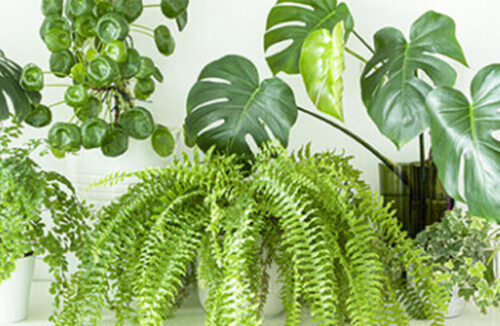 Indoor plants
