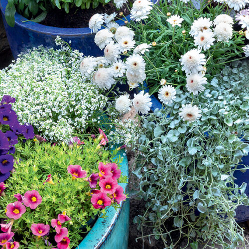 Refresh and rejuvenate your garden Pots with flowers
