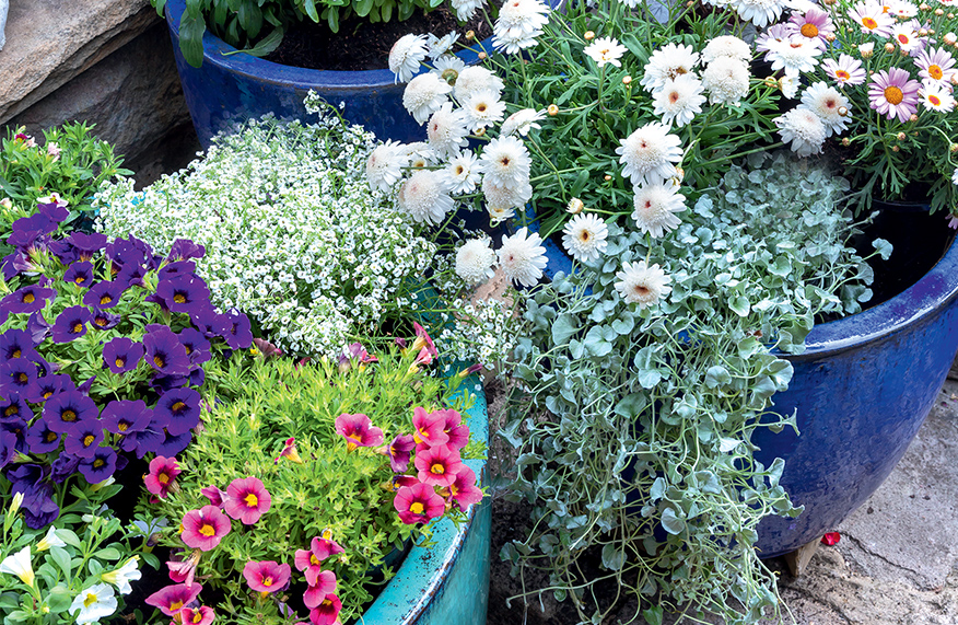 Pots with flowers