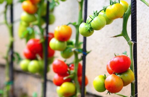 Grow Tomatoes Abc Gardening Australia Magazine