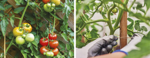 Top tomatoes