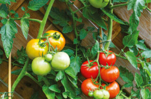Tomatoes