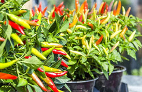 Vegies in pots