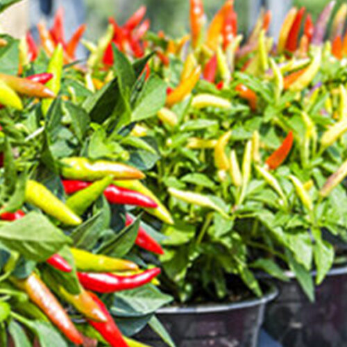 Vegies in pots
