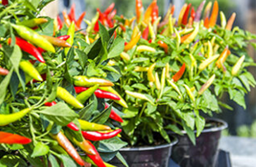 Vegies in pots