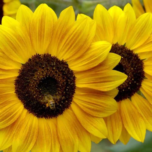 Grow beautiful sunflowers Sunflower