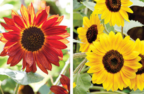 Sunflowers
