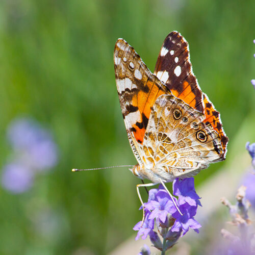 Attract pollinators to your garden Pollinators