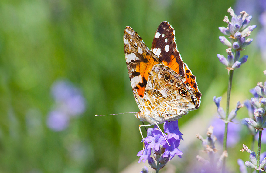 Pollinators