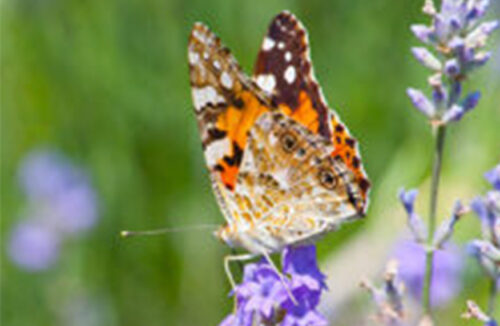 Pollinators