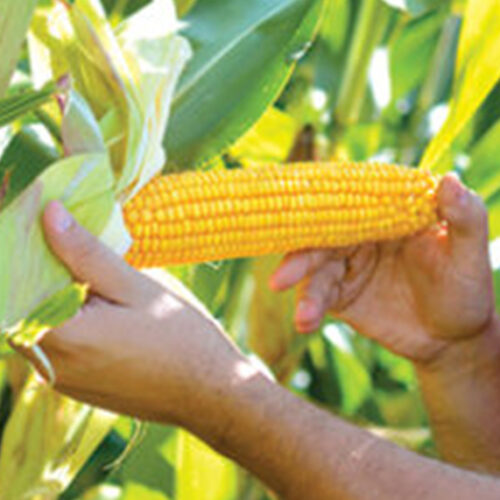 Sweetcorn