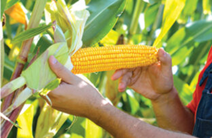 Sweetcorn