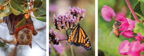 Attract pollinators to your garden