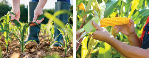 How to grow delicious sweetcorn