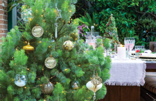Living Christmas tree