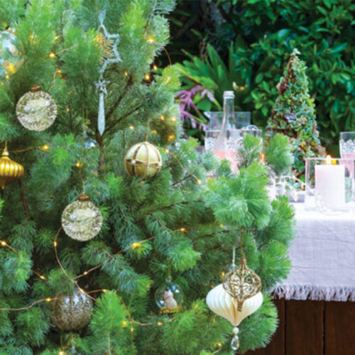 Grow a living Christmas tree Living Christmas tree