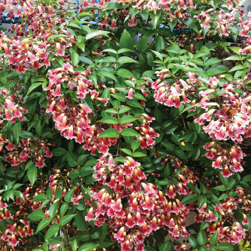 Top climbers for your garden Climbers