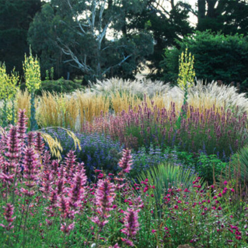 Ornamental grasses