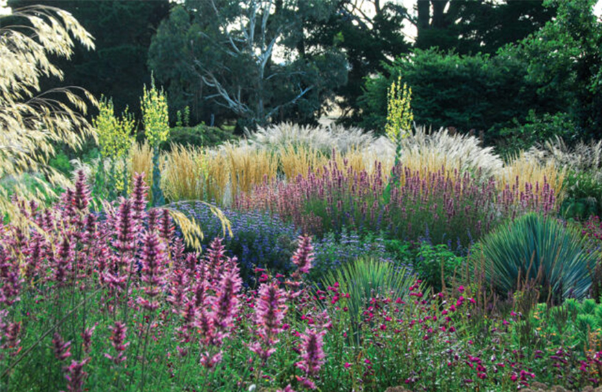 Ornamental grasses