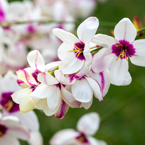 Plan and plant bulbs for a spring display