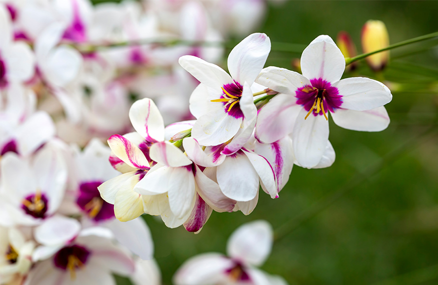 Plan and plant bulbs for a spring display