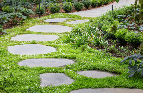 Small groundcovers