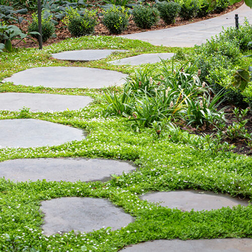Small groundcovers