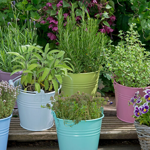 Herb pots