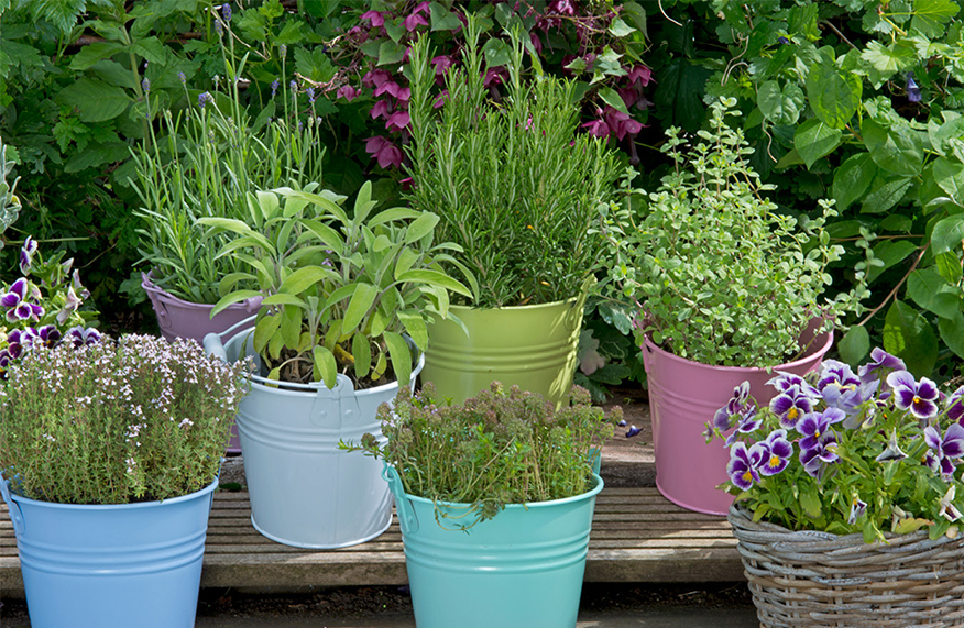 Herb pots