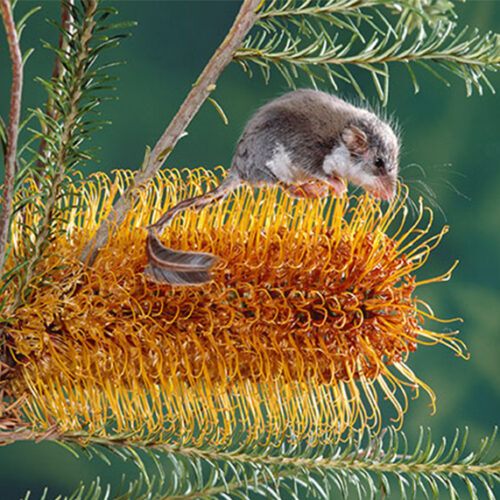 Behold the banksia Banksia