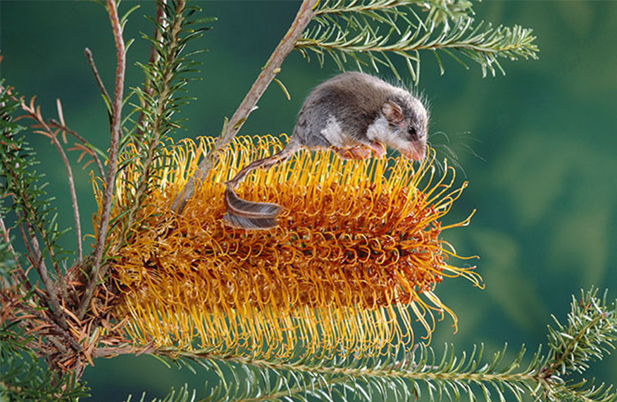 Banksia