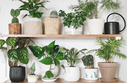 Gardening Australia April 2023