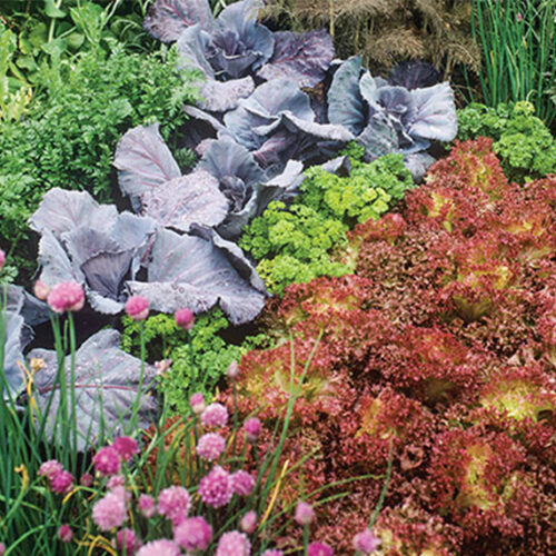 Four-bed crop rotation: myth? Vegie rotation