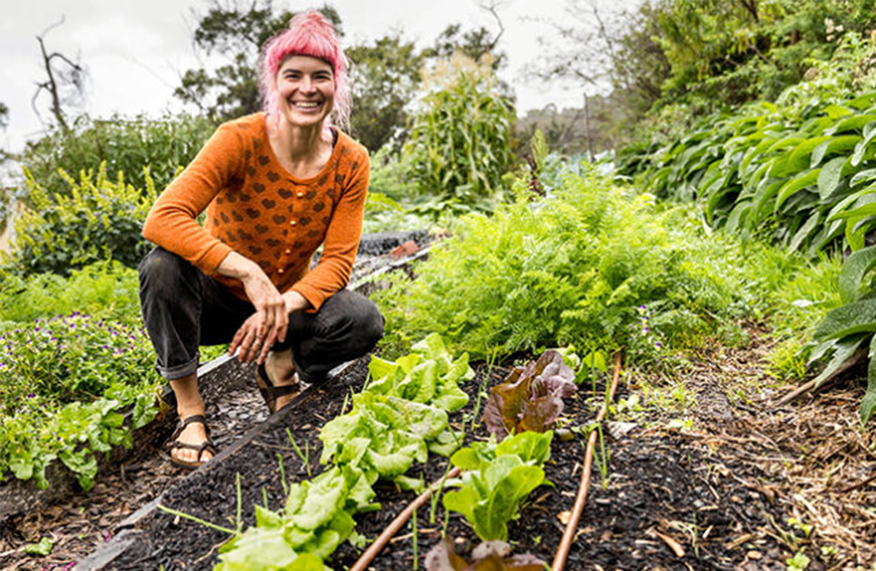 Growing garlic
