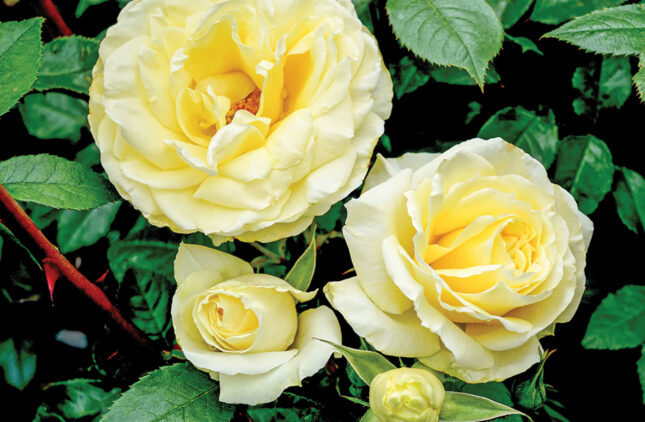 2023 new-release roses: Graham Ross