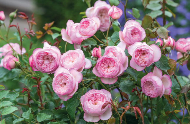 2023 new-release roses: Mill on the Floss
