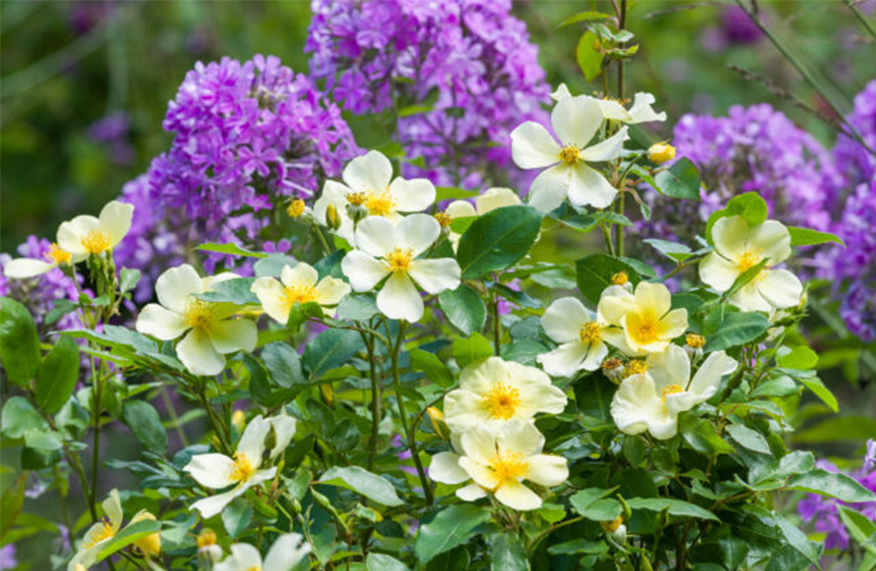 New-release roses 2023
