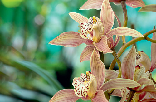 Orchid June Issue ABC Gardening Australia magazine
